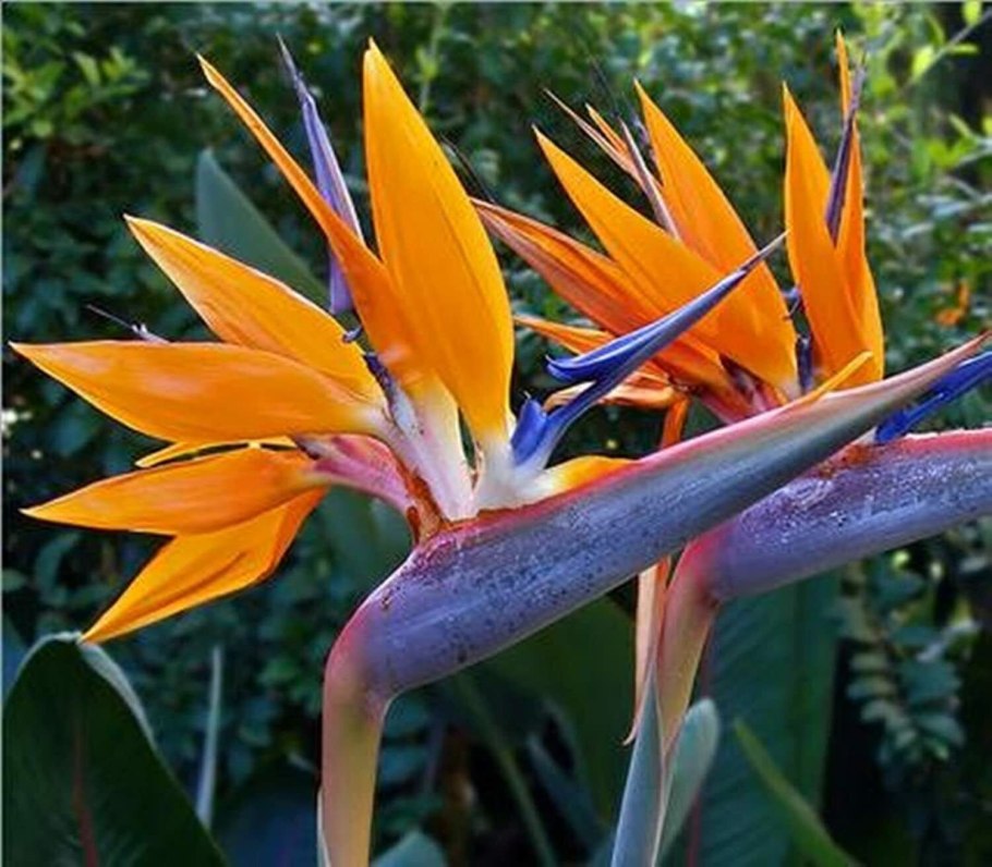 Strelitzia Reginae Стрелиция Королевская
