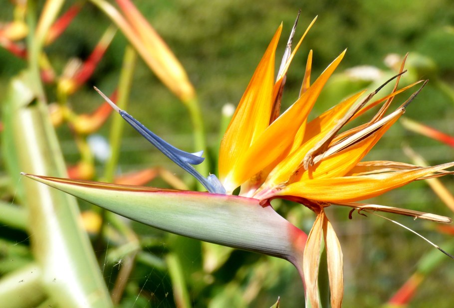 Strelitzia Reginae Стрелиция Королевская