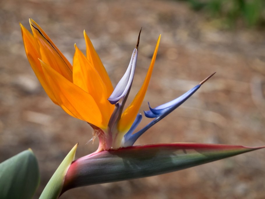 Стрелиция Reginae