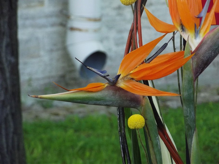 Стрелиция Strelitzia caudata