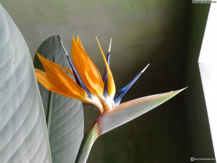 Стрелиция Королевская Райская птица