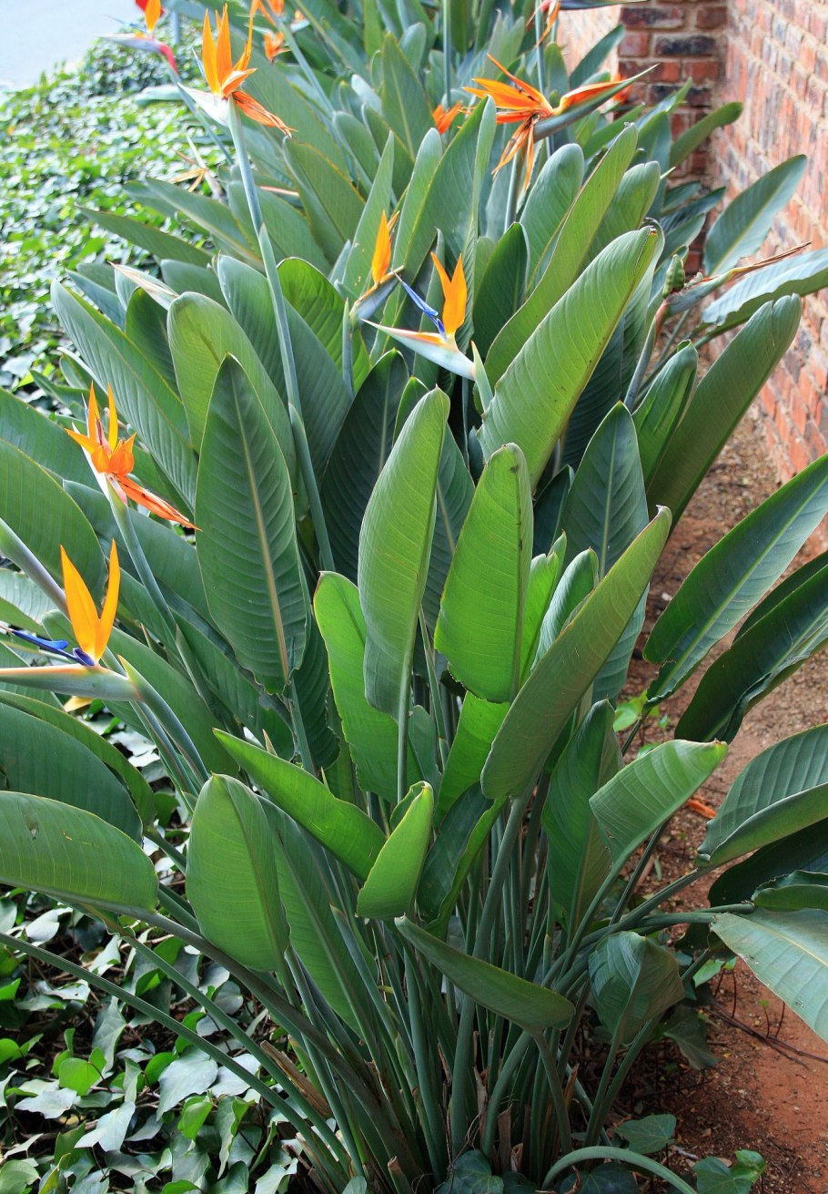 Стрелиция Лос Анджелеса