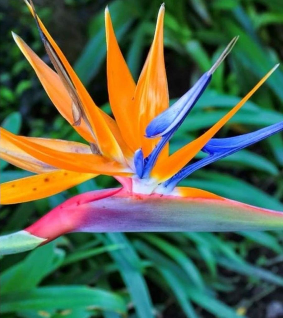 Стрелиция Reginae