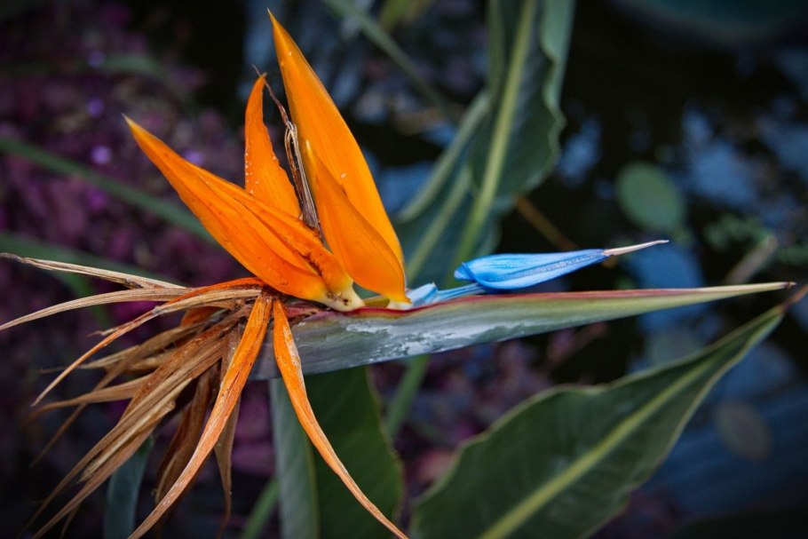 Цветок стрелиция королевская