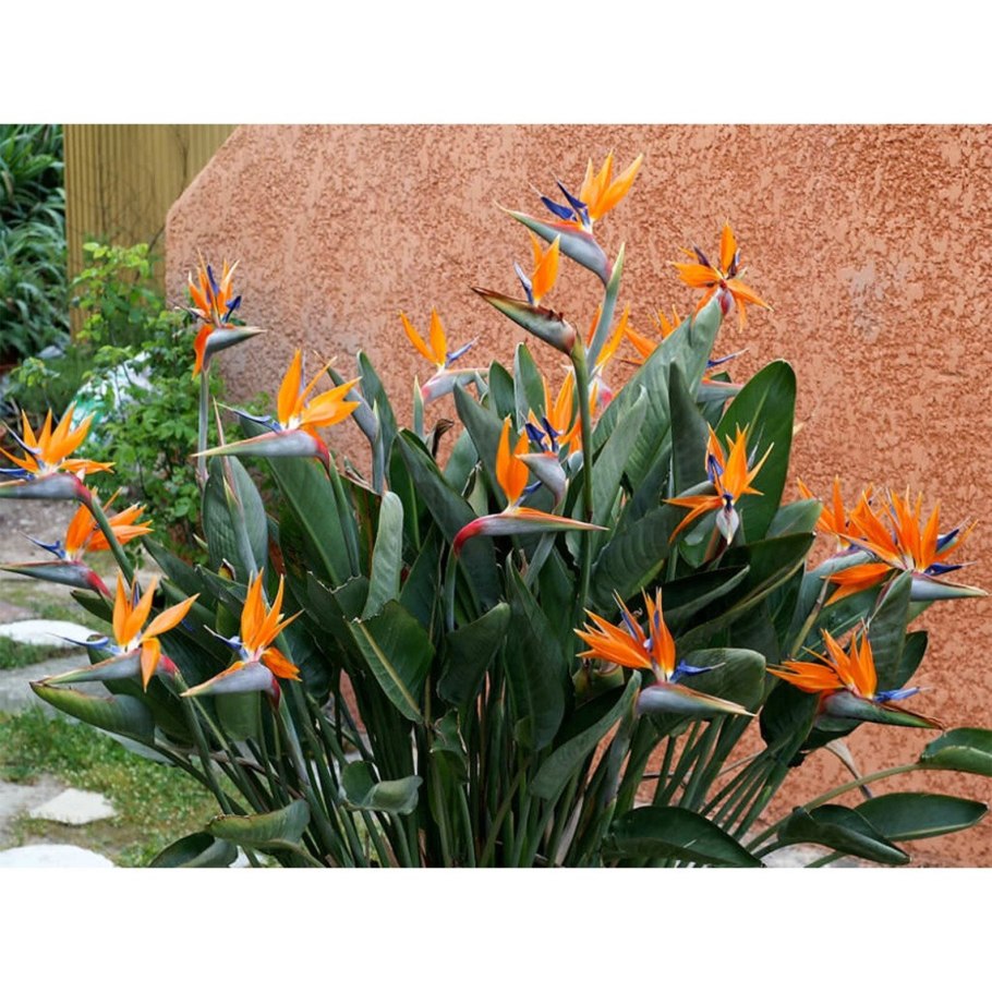 Стрелиция Регина Королевская