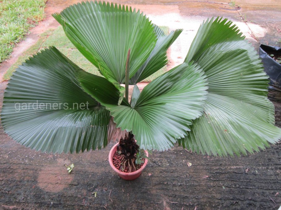 Ликуала трехлистная (Licuala triphylla)
