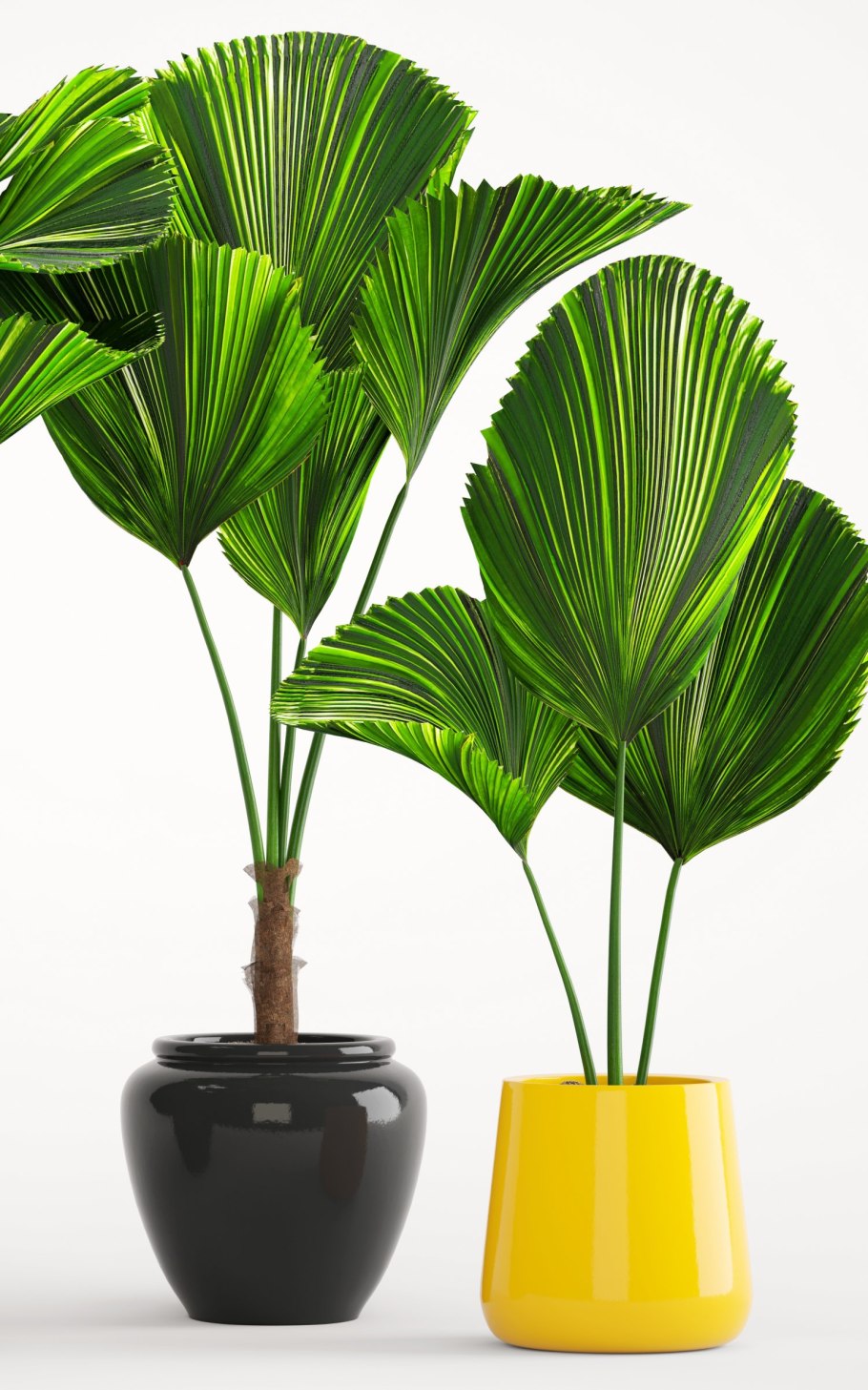 Ликуала трехлистная (Licuala triphylla)