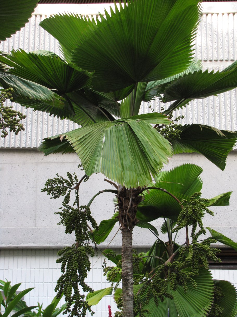 Licuala Grandis