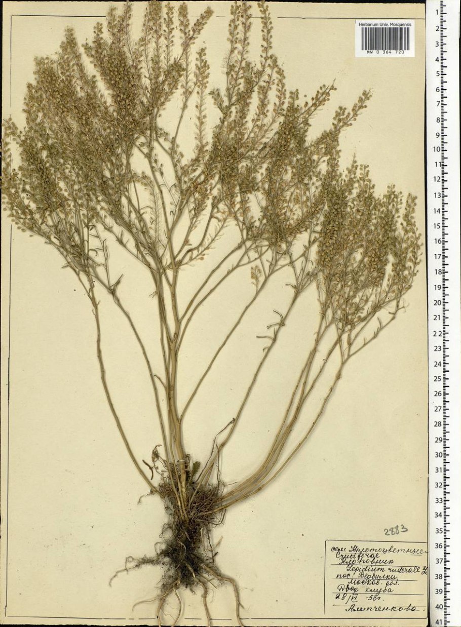 Lepidium ruderale