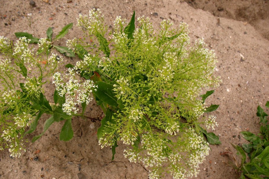 Клоповник Lepidium ruderale