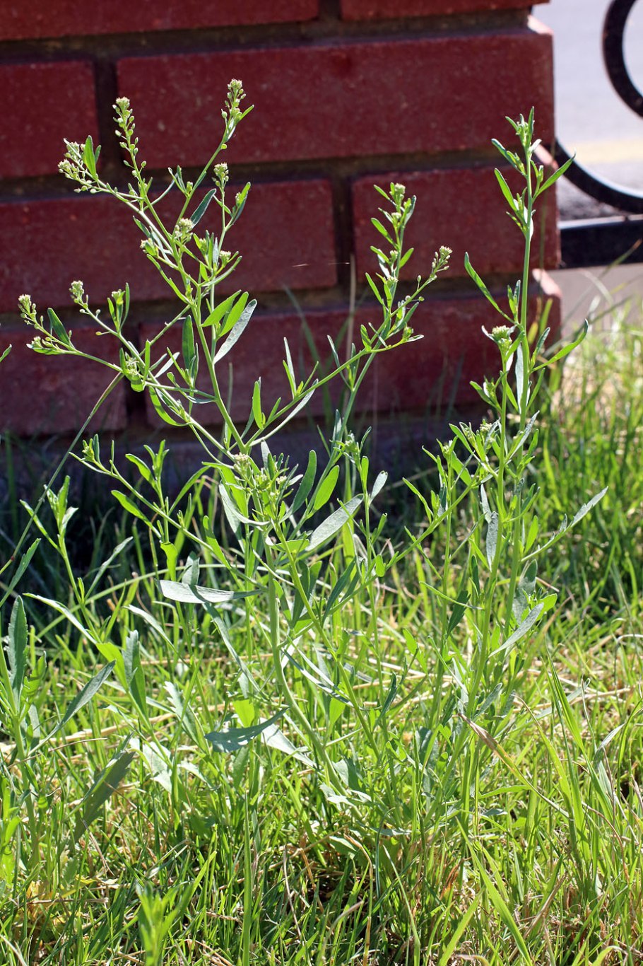 Lepidium Draba растение