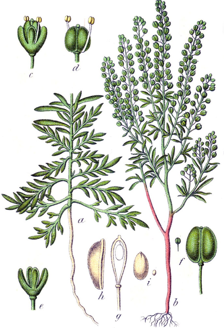 Клоповник полевой