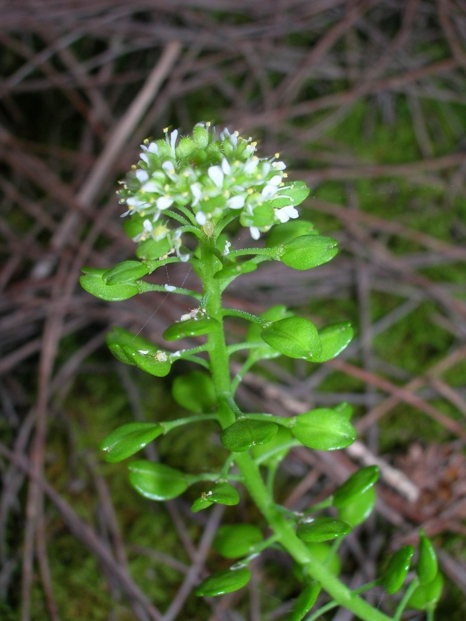 Клоповник мусорный Lepidium ruderale l.