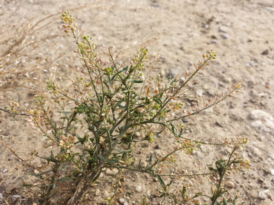 Lepidium crassifolium