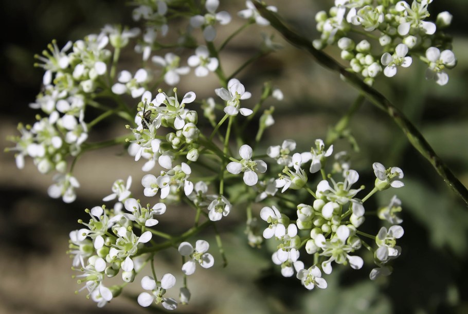 Lepidium latifolium