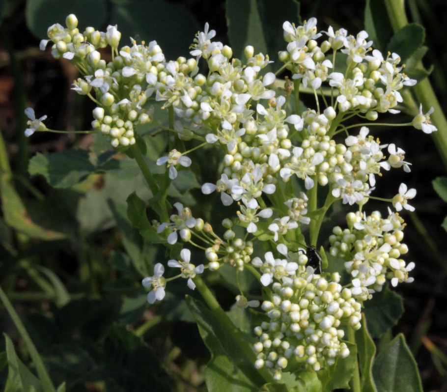 40. Клоповник мусорный (Lepidium ruderale), гулявник (Sisymbrium)
