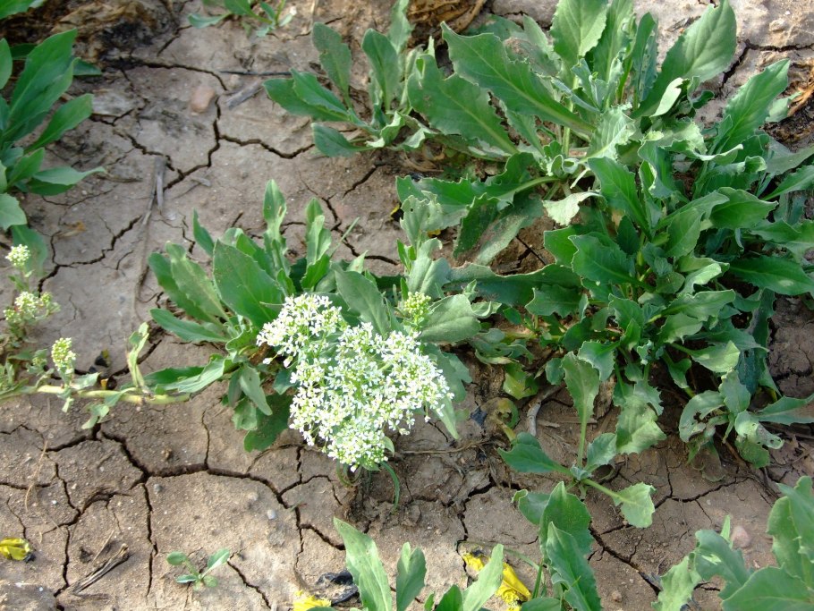 Клоповник мусорный (Lepídium ruderále)