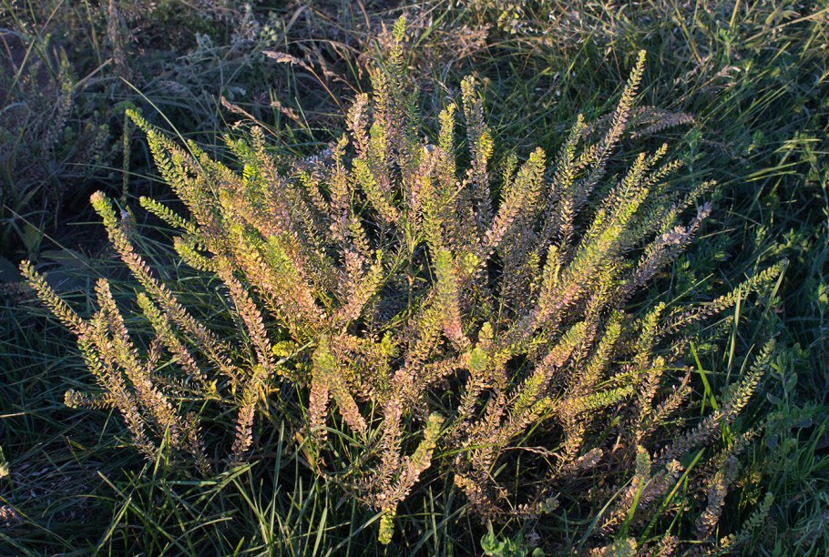 Lepidium Draba растение