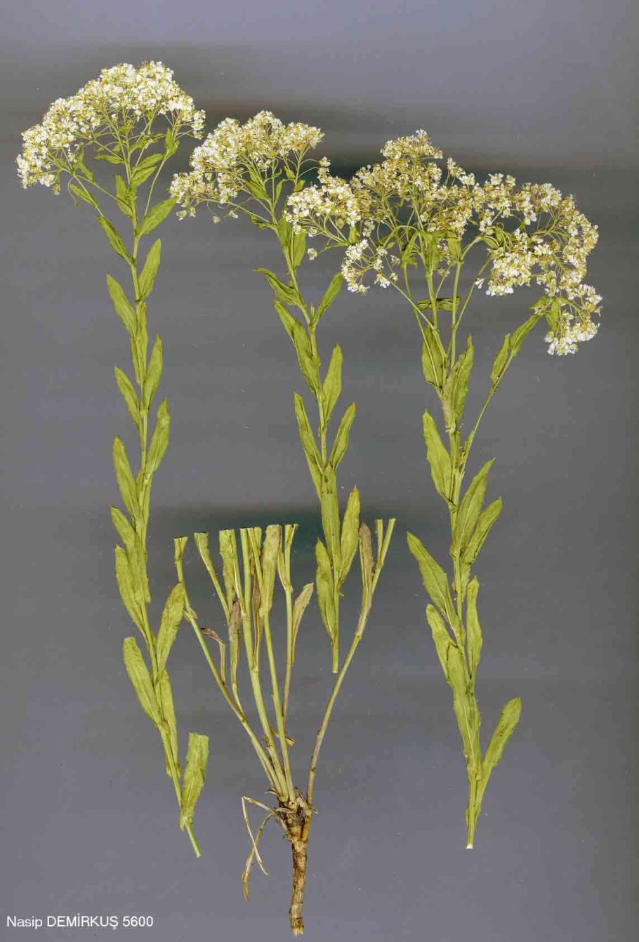Lepidium ruderale клоповник мусорный