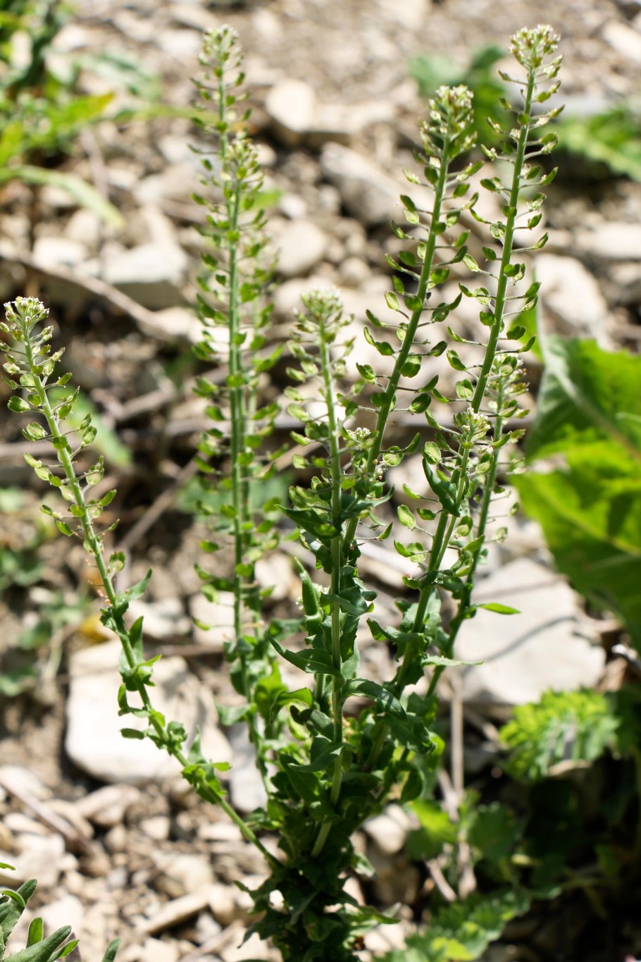 Клоповник полевой (Lepidium Campestre l.)