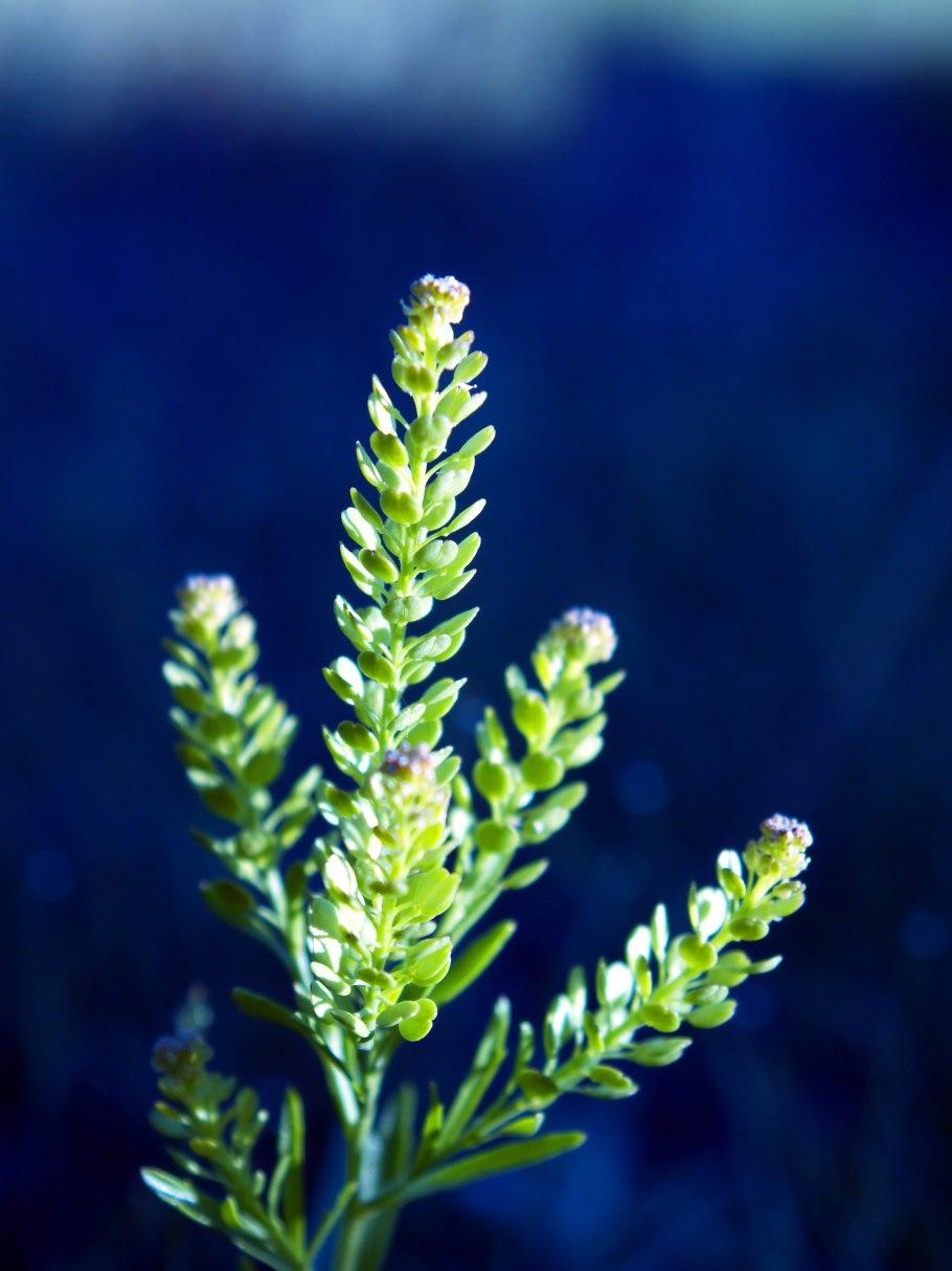 Lepidium obtusatum
