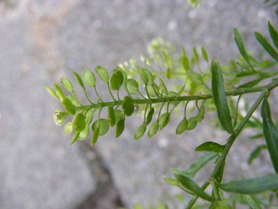 Lepidium flavum семена