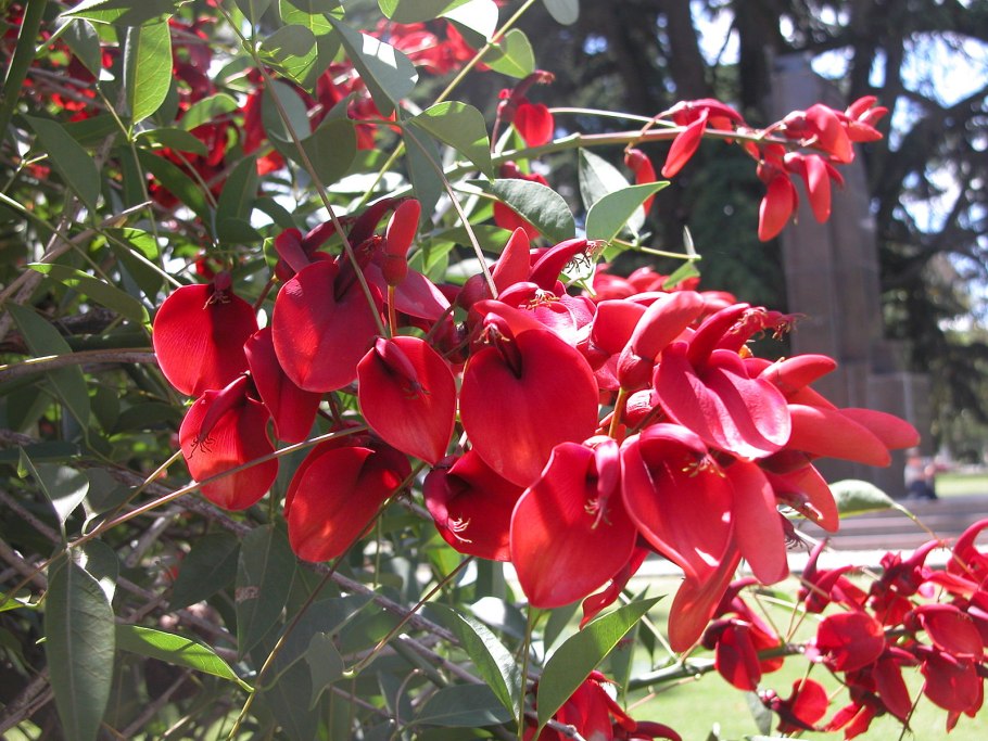 Erythrina acanthocarpa