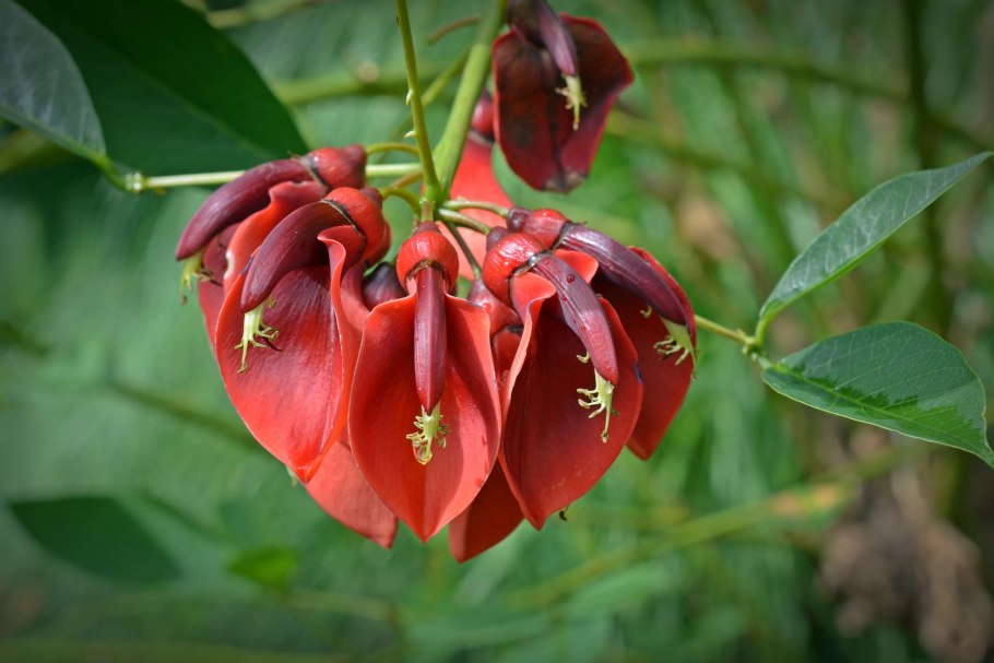 Erythrina sandwicensis