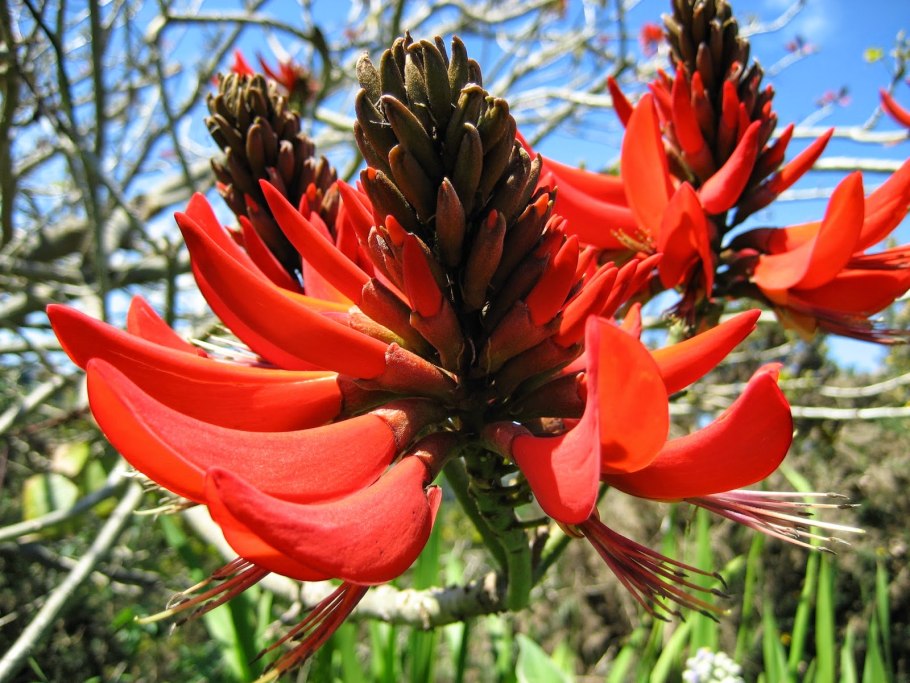 Erythrina flabelliformis