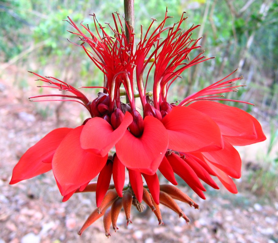 Erythrina Crista-Galli