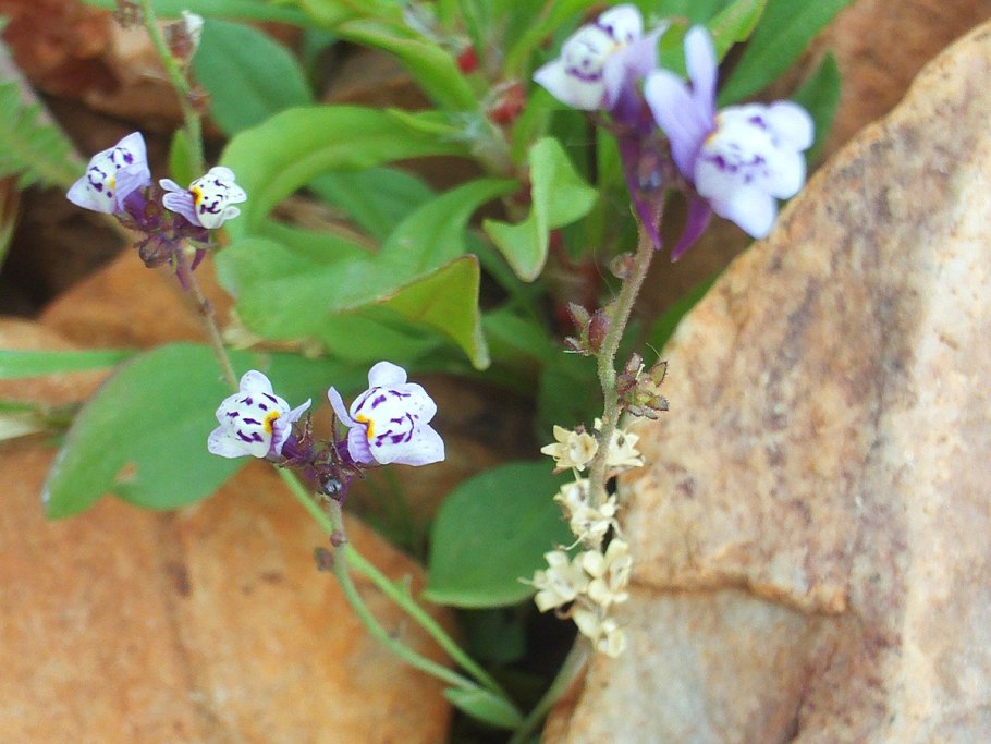 Linaria Incarnate Vent.
