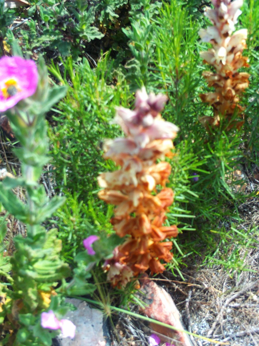 Растение Аметистея показать картинки