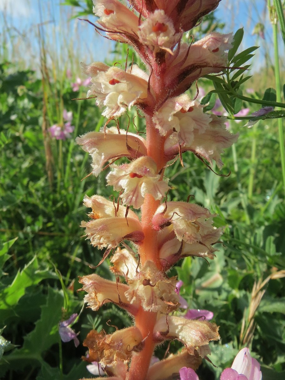 Amethyst Mushrooms (Elaeomyxa Cerifera)