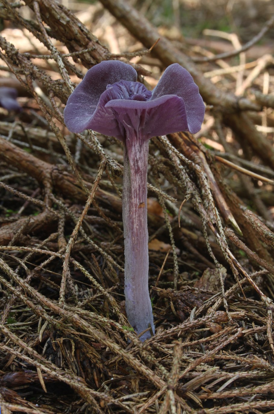 Линария фантазистаблю