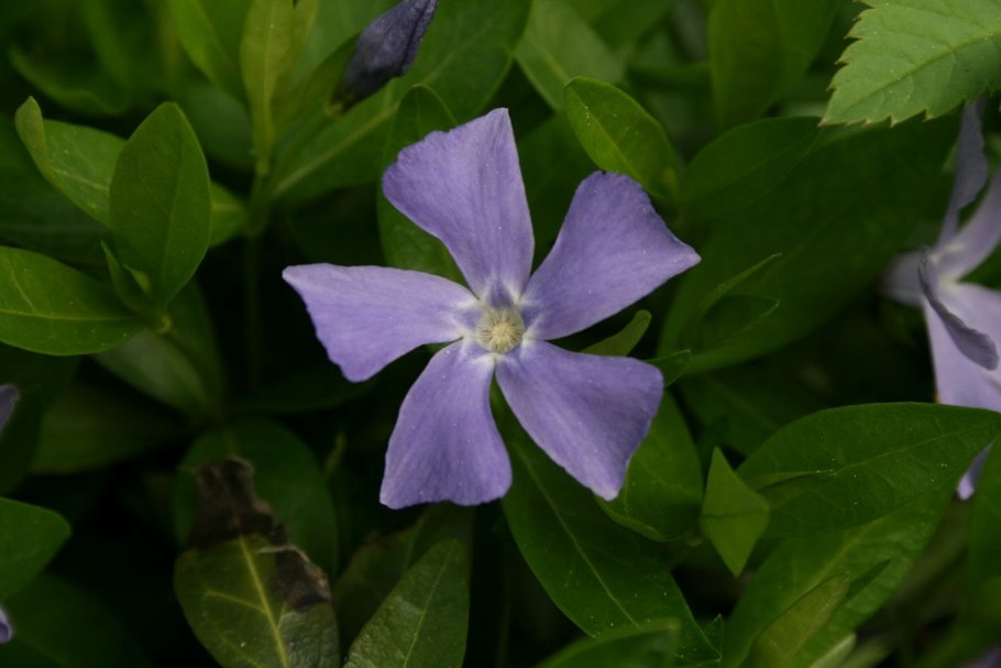 Астра ультрамарин