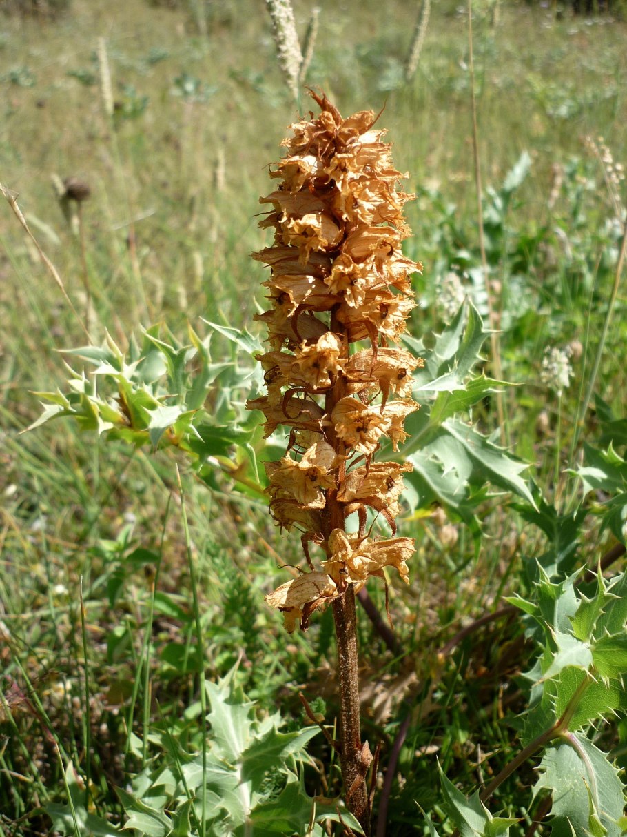 Обриета Каскад Парпл