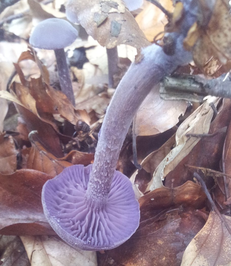 Цветок Амми фиолетовый