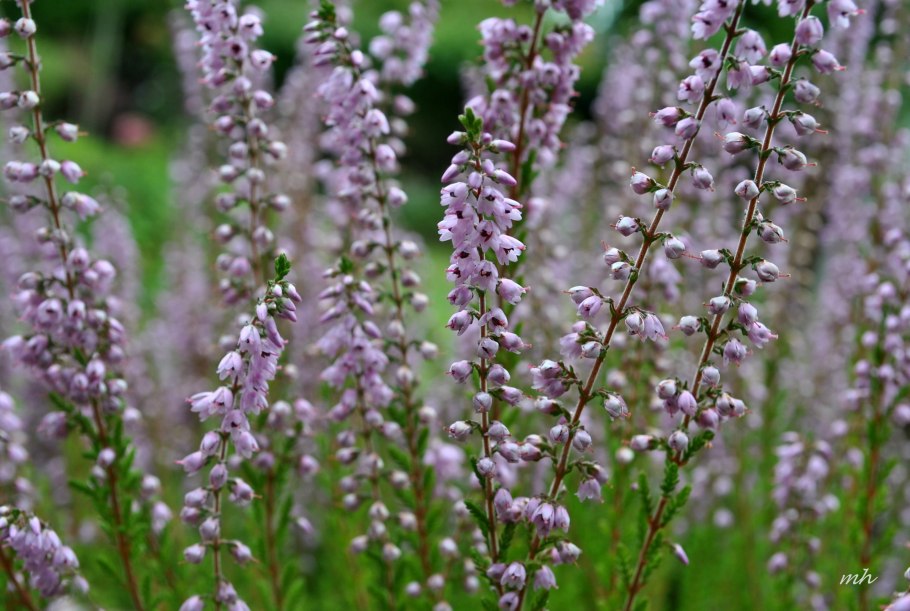 Aster amellus 'Dr Otto Petschek'