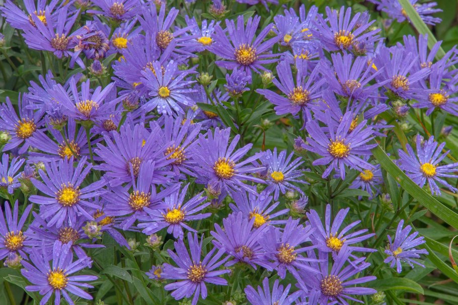 Penstemon laricifolius SSP. Exilifolius