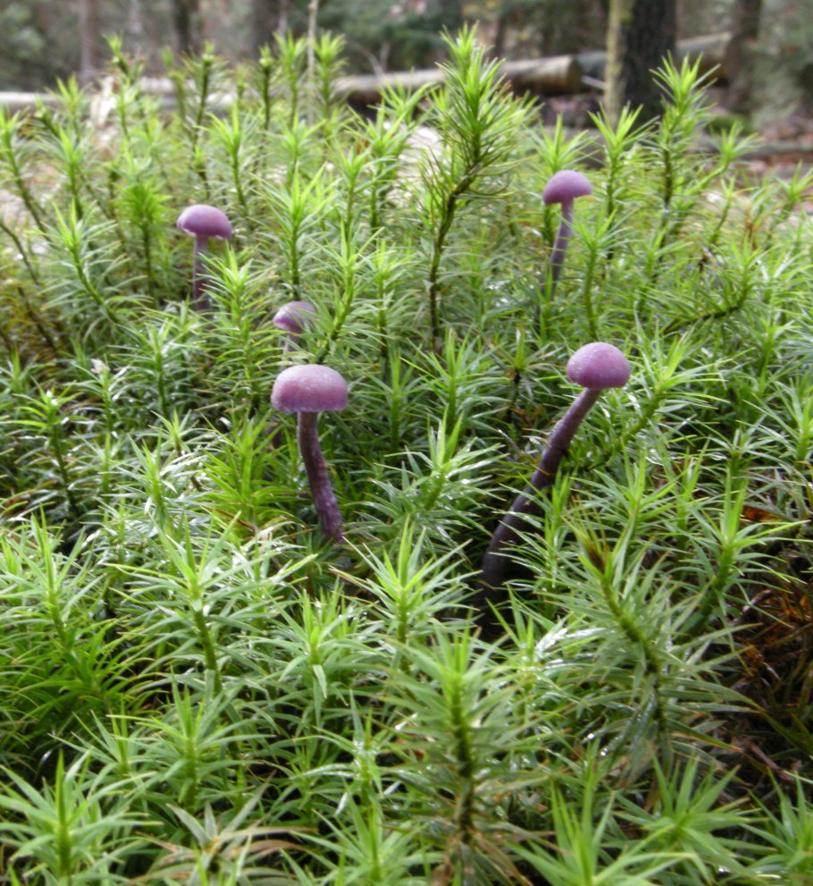 Обриета пурпурный Каскад Гавриш