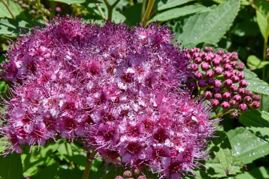 Ятрышник итальянский (Orchis Italica)