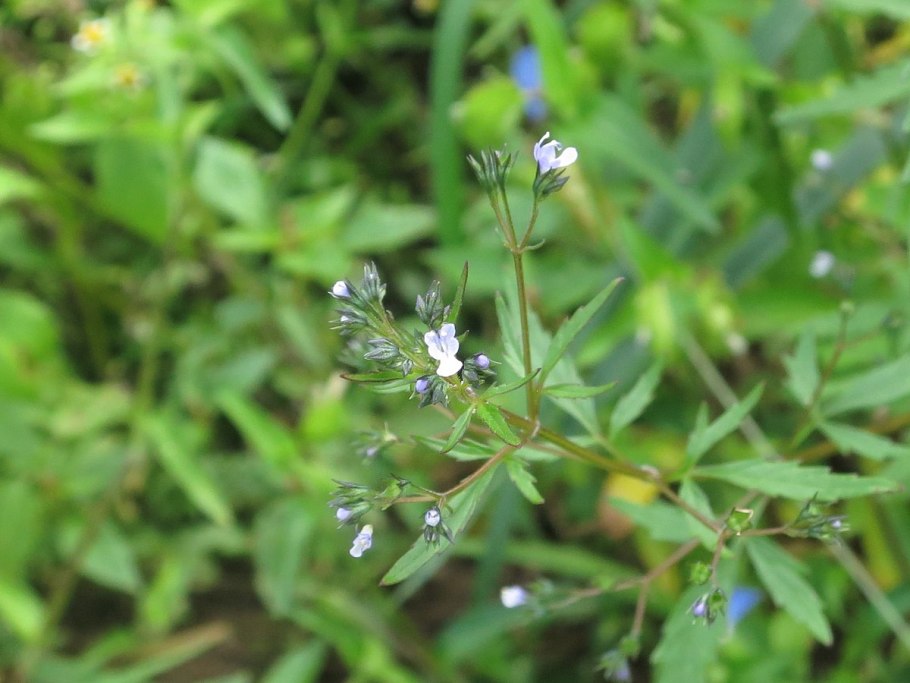 Aster amellus 'Dr Otto Petschek'