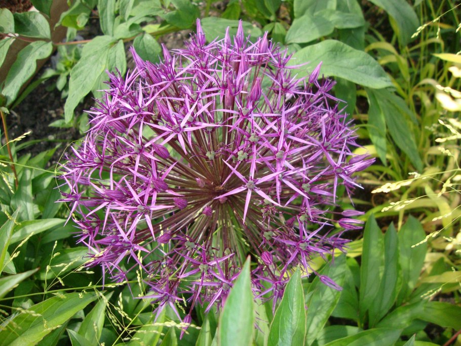 Аллиум Амбассадор