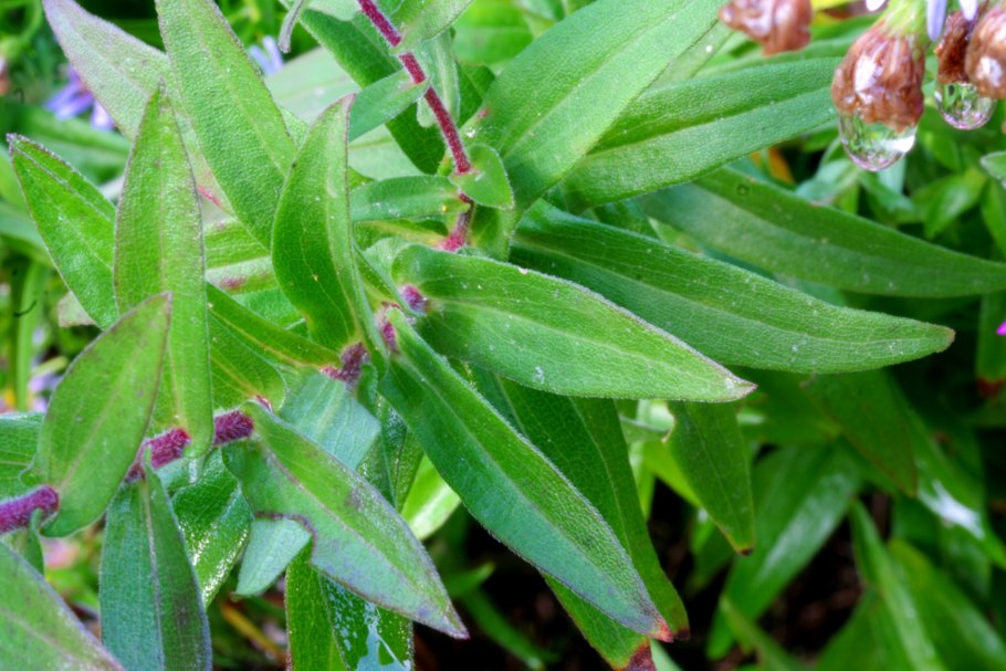 Гелиотроп (Heliotropium arborescens) Marine