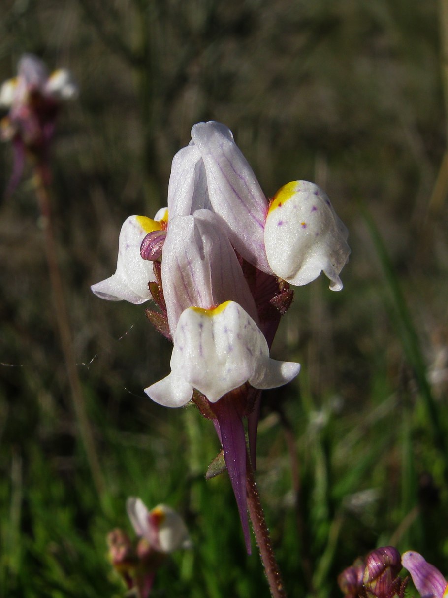 Растение Аметистея показать картинки