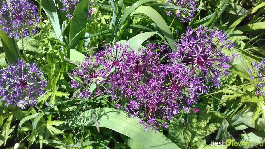 Жевун цветок