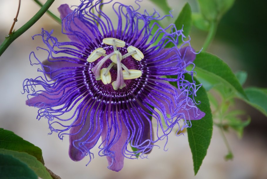 Orobanche l гриб