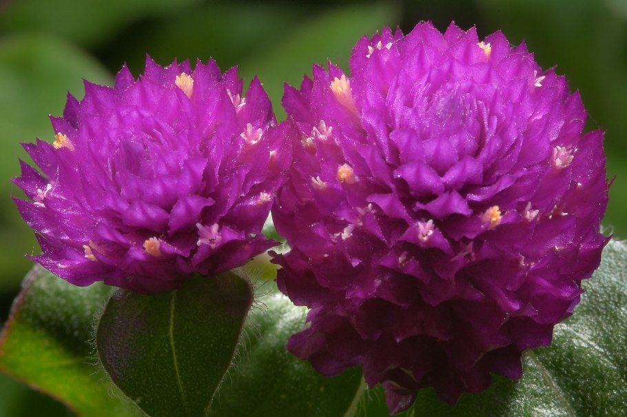 Пассифлора мясокрасная