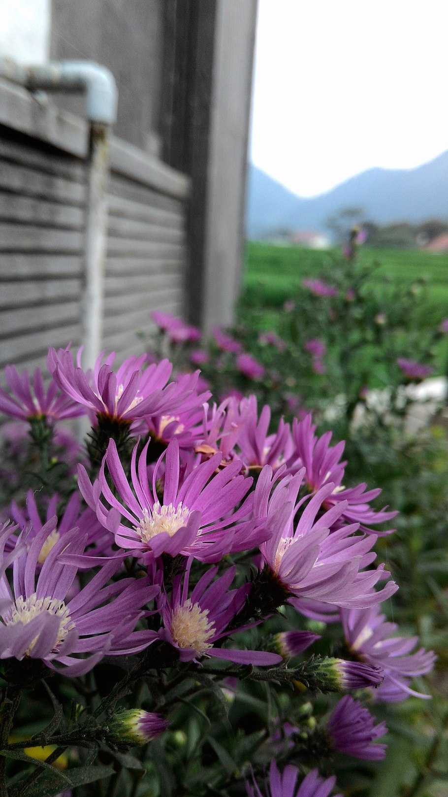 Вика посевная Яровая