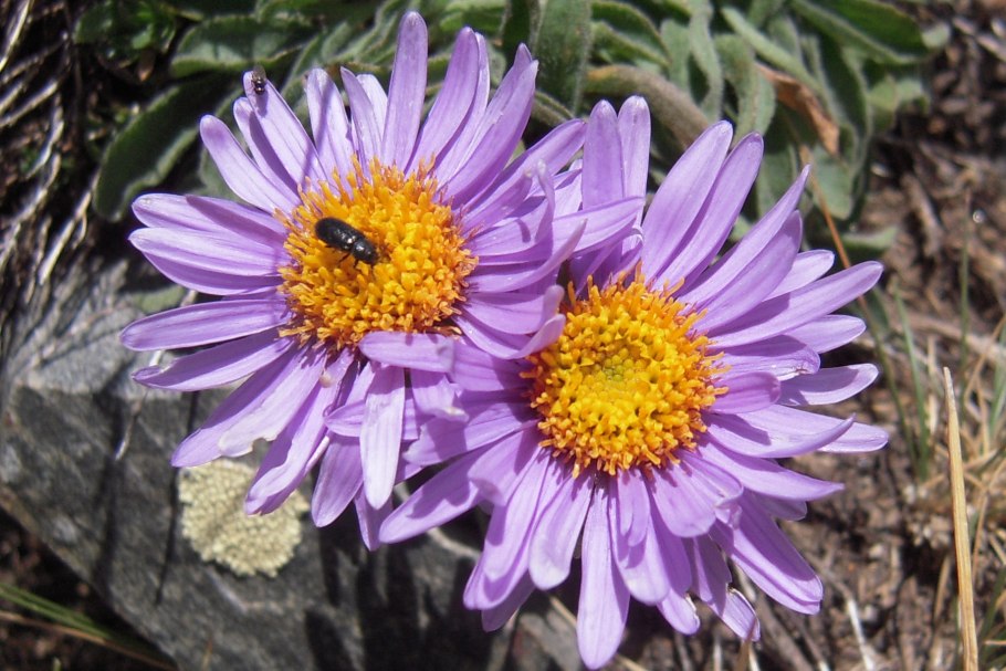 Phlox subulata ' Spring Blue ' PBR